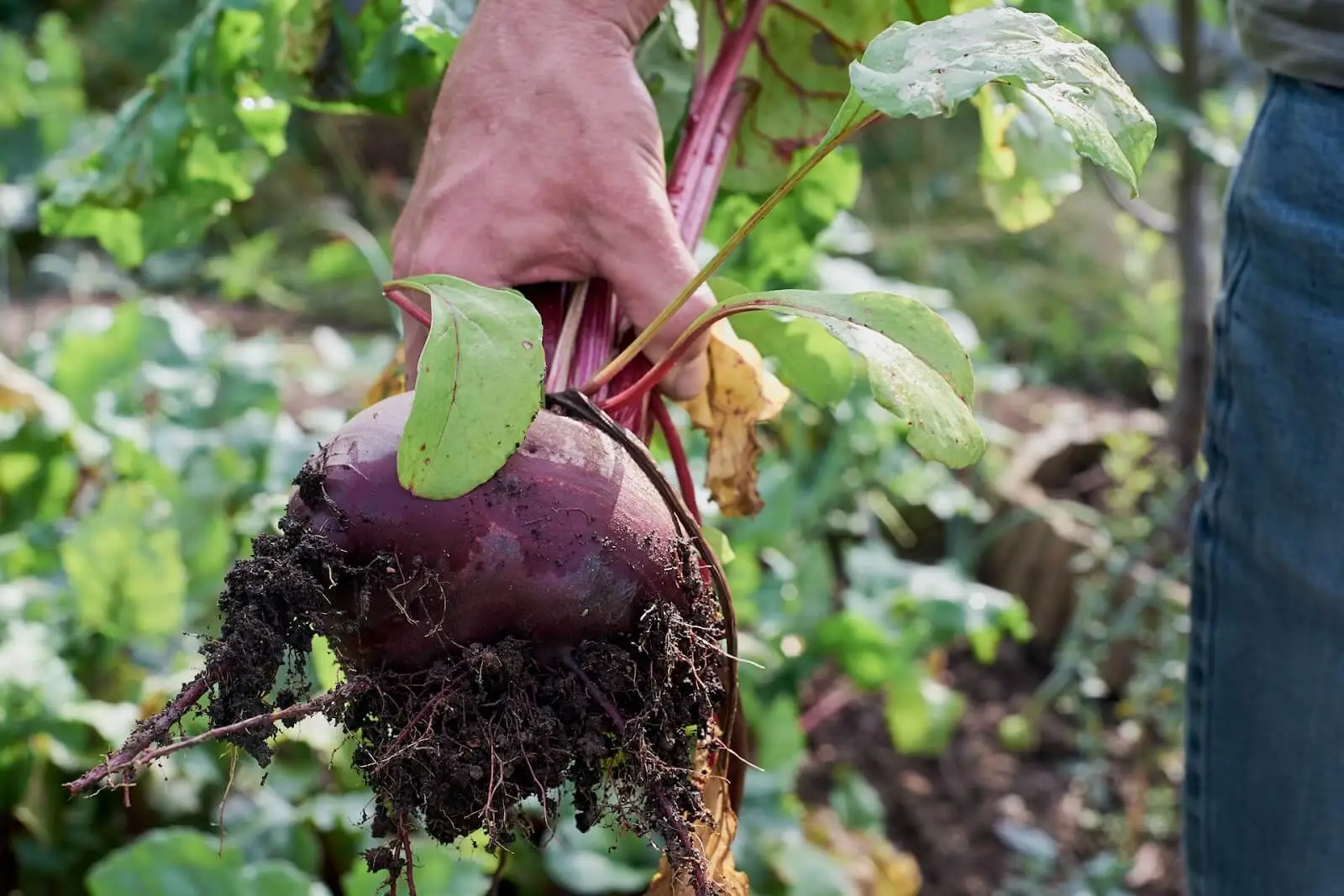 Beet Harvesting